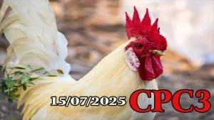 Xem Lại Đá Gà Thomo Hôm Nay C3 Ngày 15/07/2025