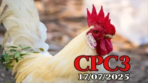 Phát Lại Đá Gà Thomo Hôm Nay C3 Ngày 17/07/2025
