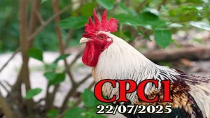 Xem Lại Đá Gà Trực Tiếp Thomo Hôm Nay C1 Ngày 22/07/2025