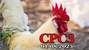 Clip Gà Đá C3 Thomo Ngày 01/08/2025 Hôm Nay