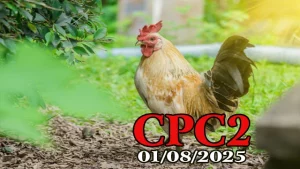 Full Video Đá Gà Trực Tiếp C2 Ngày 01/08/2025