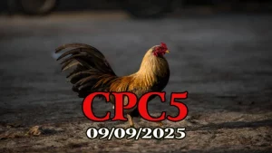 Link phát lại đá gà trực tiếp C5 09/09/2025 hôm nay, full video chất lượng cao, cập nhật nhanh để bạn không bỏ lỡ trận cầu đỉnh cao.