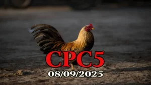 Đá gà trực tiếp C5 phát lại 08/09/2025