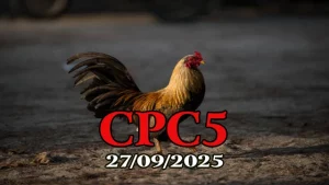 Phát lại đá gà Trực tiếp C5 hôm nay 27/09/2025