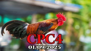 Clip đá gà trực tiếp C4 hôm nay 01/09/2025