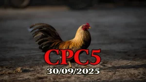 Trực tiếp đá gà C5 phát lại full HD ngày 30/09/2025