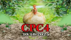 Xem lại đá gà Thomo CPC4 hôm nay 30/10/2025