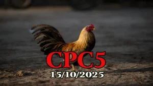 Phát Lại Đá Gà Trực Tiếp C5 – Thomohomnay Ngày 15/10/2025