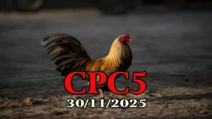 Xem clip đá gà Thomo CPC5 hôm nay 30112025 – Trận đấu cực hay trực tiếp