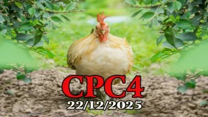 Live đá gà CPC4 hôm nay 22122025 mới nhất