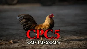 Video Phát Lại Đá Gà CPC5 02122025 - Các Pha Đấu Gay Cấn