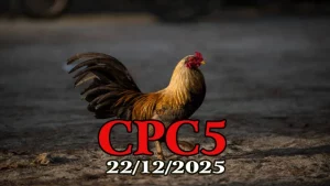 Video đá gà CPC5 trực tiếp hôm nay 22122025 xem nhanh