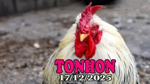 Video đá gà Tonhon 17122025 phát lại chất lượng cao
