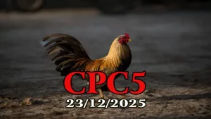 Xem Đá Gà Thomo CPC5 Hôm Nay 23122025 Full Video