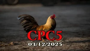 Xem video phát lại đá gà thomo CPC5 hôm nay 03122025 - Trận đấu đầy bất ngờ