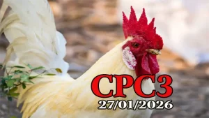 Clip đá gà trực tiếp CPC3 Thomo ngày 27012026