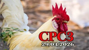 Full Clip Phát Lại Đá Gà Thomo CPC3 Ngày 29032026