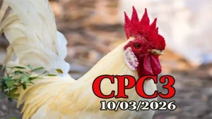 Xem lại video đá gà trực tiếp CPC3 hôm nay 10032026 nhanh nhất