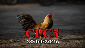 Tổng hợp video đá gà trực tiếp CPC5 ngày 20042026