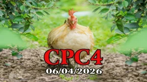 Video Clip Đá Gà Thomo CPC4 Ngày 06042026