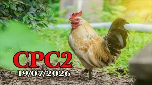 Tổng hợp Video đá gà thomo CPC2 19072026